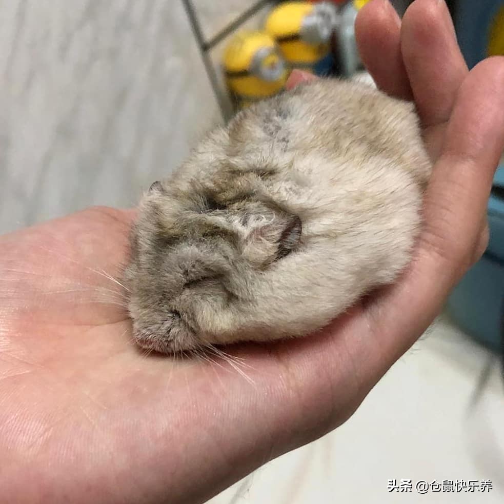 仓鼠躺着一动不动只喘气,仓鼠躺着不动了身上还湿一块