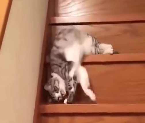 猫咪从楼梯上翻滚而下,猫咪能像水一样从楼梯上流下来