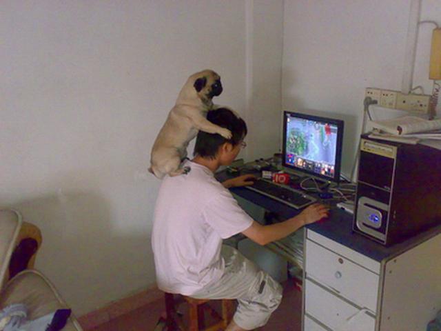 巴哥犬优缺点有哪些,忧郁巴哥