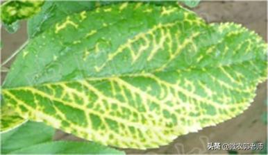 苹果花叶病毒病防治,怎么预防苹果花叶病