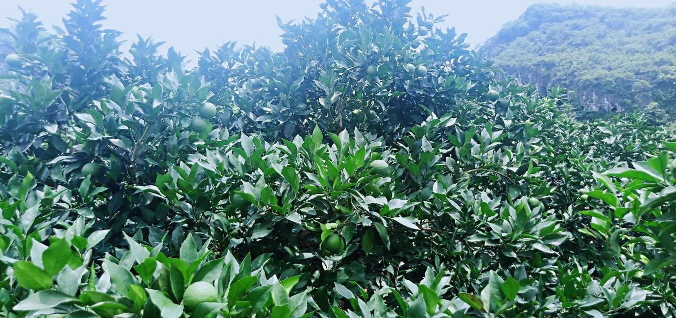 缁村痉缂旈┈鑲ユ枡閰嶆瘮,缁村痉鑲ユ枡鑲ユ晥