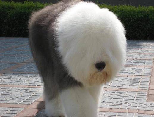 为什么这些狗狗当不了警犬，大型“反间计”现场