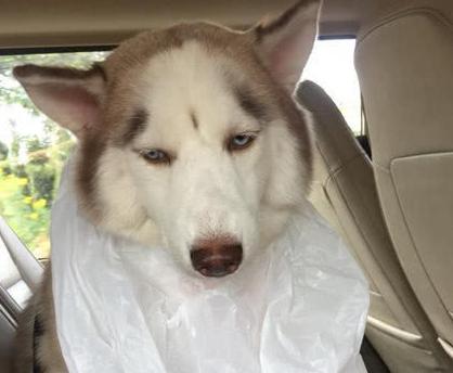 狗狗晕车吃什么可以缓解,怎样缓解狗狗晕车