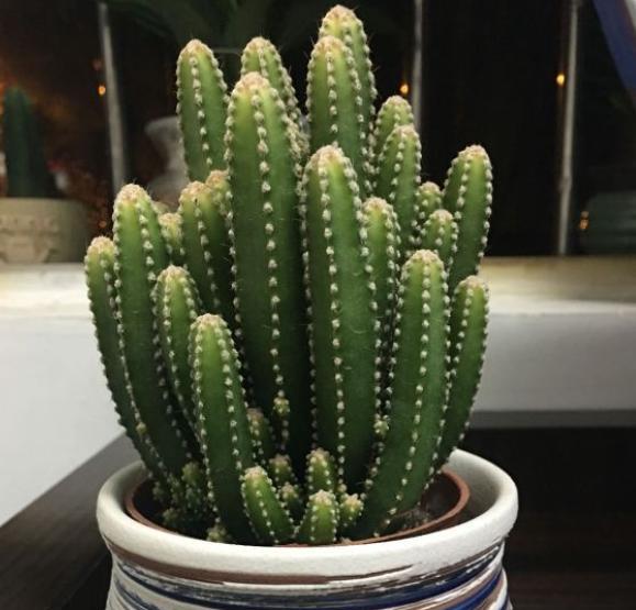 多肉万重山变软补救方法,多肉万重山烂根怎么扦插