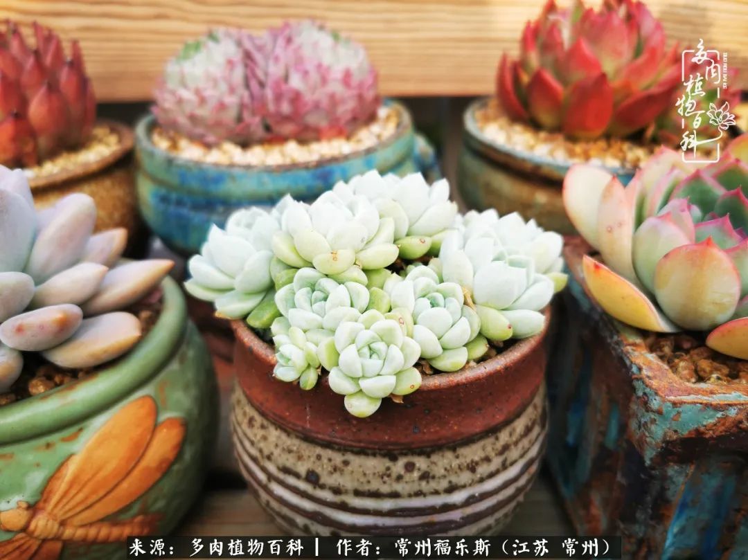 多肉是一处景物吗,多肉也有一道靓丽的风景
