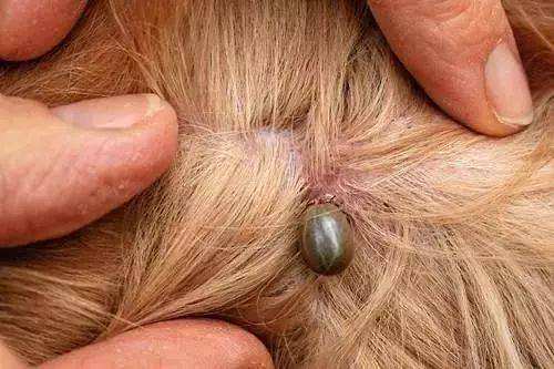 避免蜱虫上狗狗身上喷什么药,怎样预防狗狗被蜱虫咬后复发