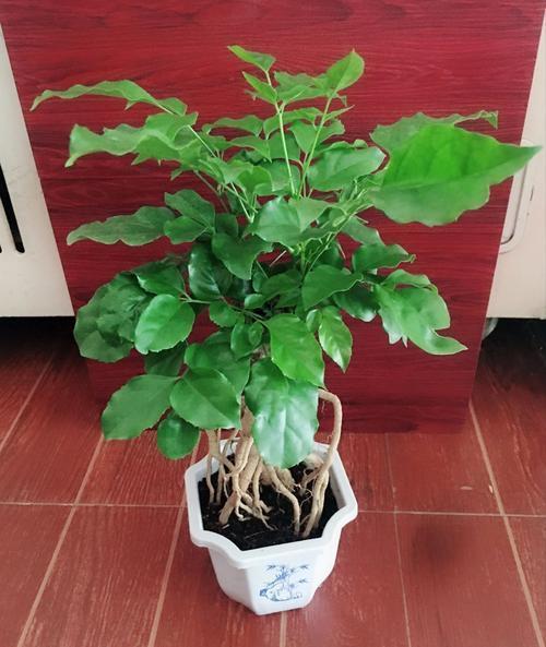 幸福树叶子发黄有粘液怎么处理,幸福树叶子浇水多了怎么办