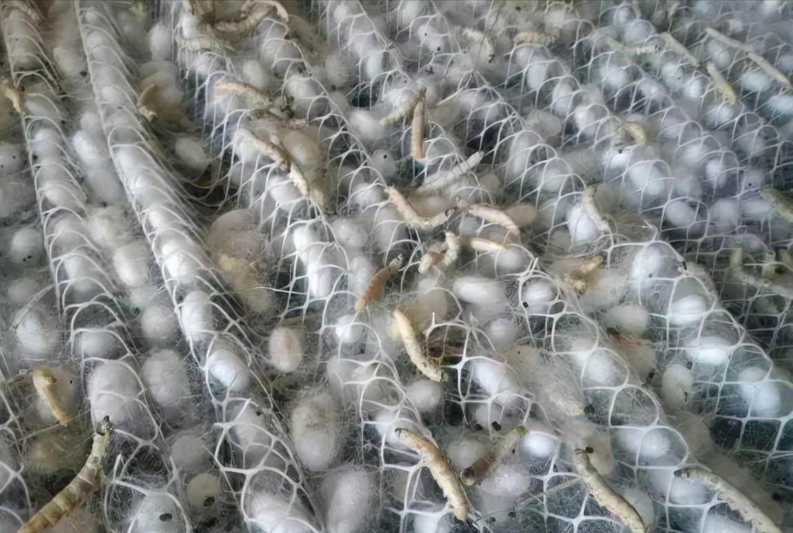 摘桑养蚕赚钱,种桑养蚕致富的成功经验