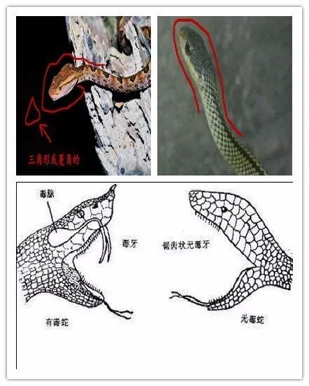 别慌，遇到蛇咬伤要这样处置！