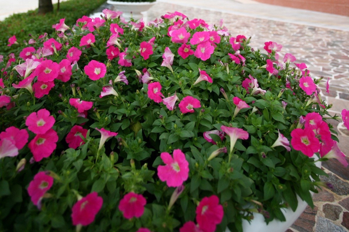 高职高考广东舞蹈戏剧职业学院,广东舞蹈戏剧职业学院有哪些要求