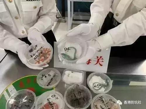 香港海关入境物品规定最新消息,香港海关限制进境的物品
