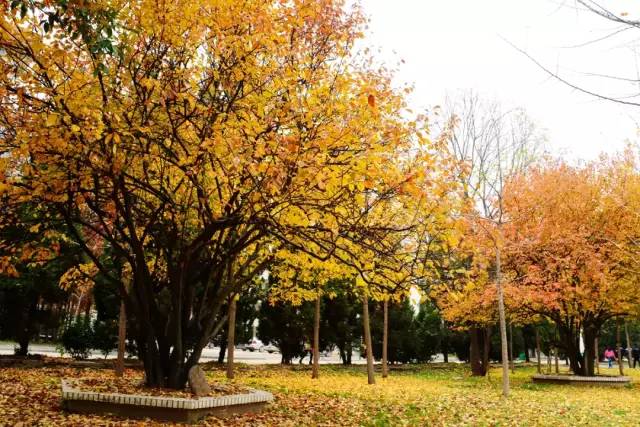 颜值爆城！云龙湖边的这所高校，今年要提前招你...