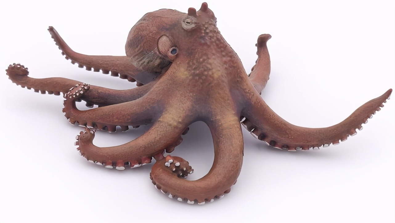 章鱼为什么最有可能是外星生物,形似外星人的章鱼有多聪明