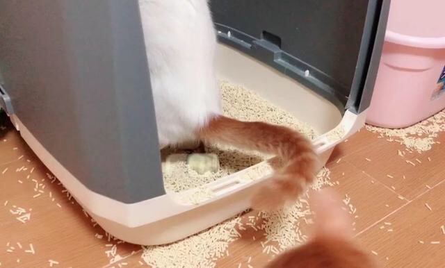 为什么猫咪一直对什么都不感兴趣,猫咪不开心的时候会有什么表现