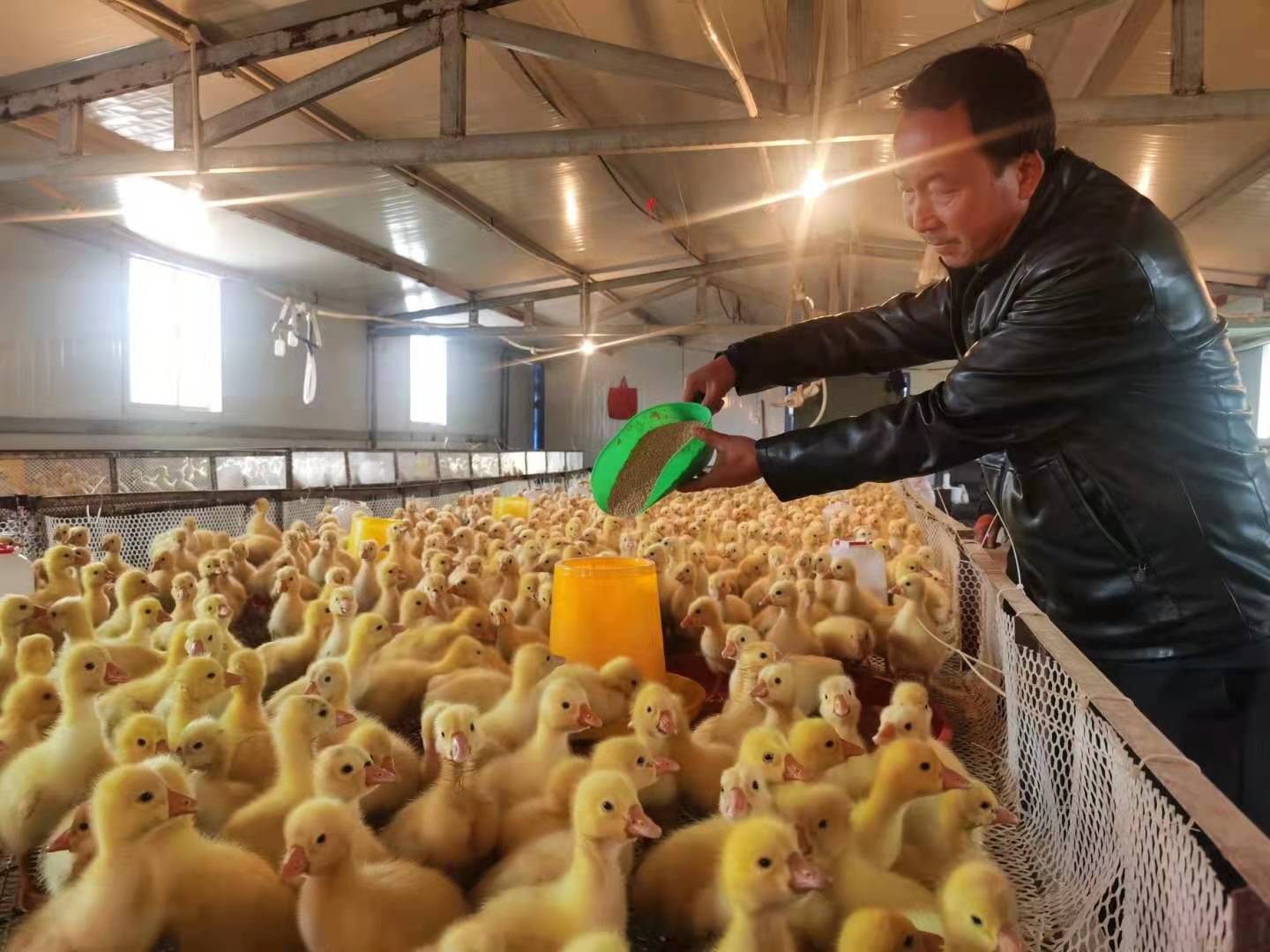 养鹅助力乡村振兴,养鹅致富脱贫