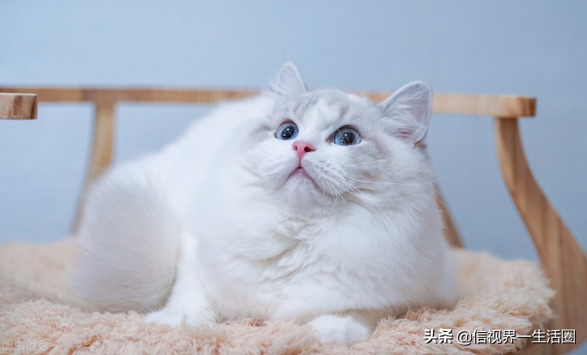 适合单身女生养的萌宠