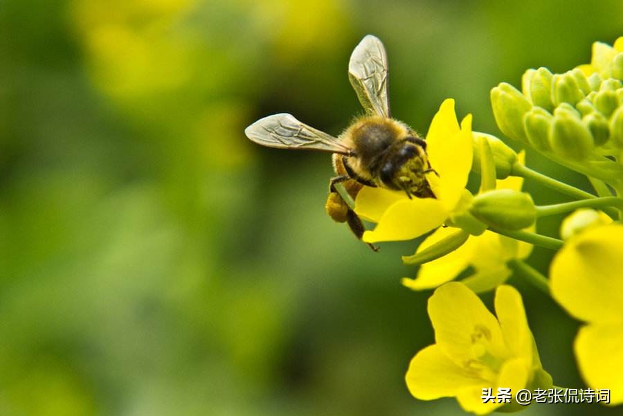 诗人看到蜜蜂采蜜，写下一首唐诗，其中却有强烈讽刺