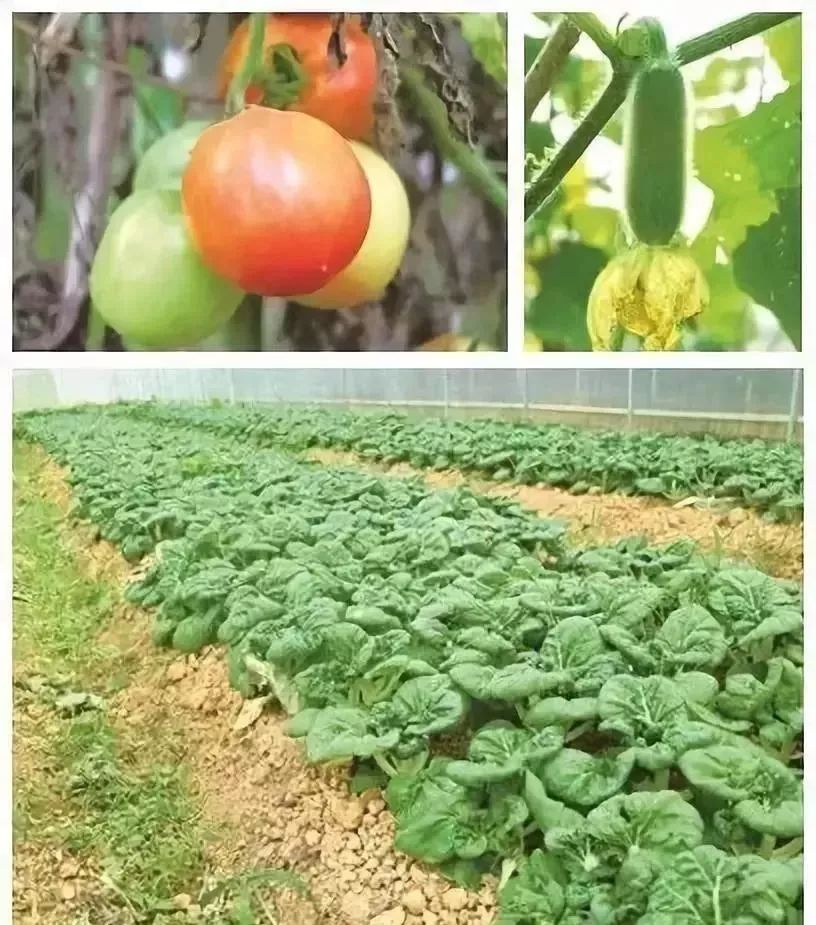 广州隐藏着一个碉楼村,广州有哪些隐藏的景点