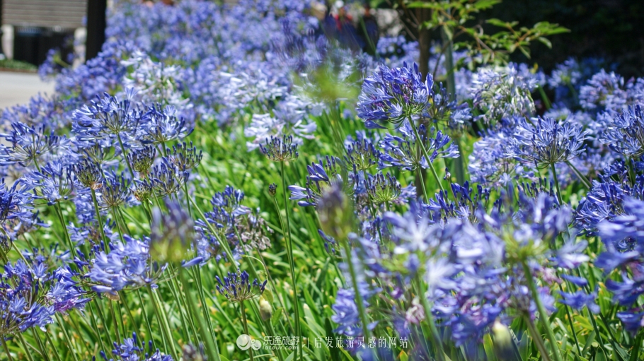 美国加州大学ucla录取条件,ucla加州大学洛杉矶分校女篮