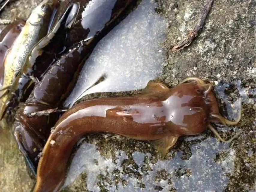 公认最好吃的10种淡水鱼,公认好吃淡水鱼有哪些种类