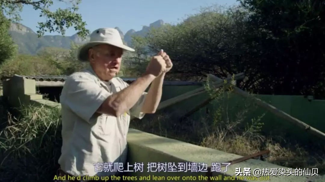 我，蜜獾，一位平平淡淡的打架小天才。生死看淡、不服就干