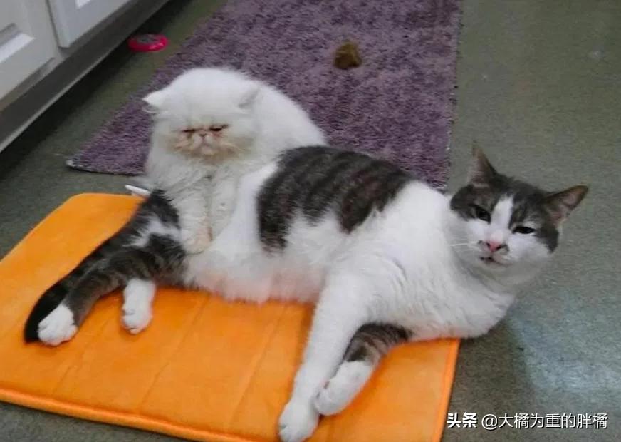 小猫小脑发育不完全,小猫小脑发育不全