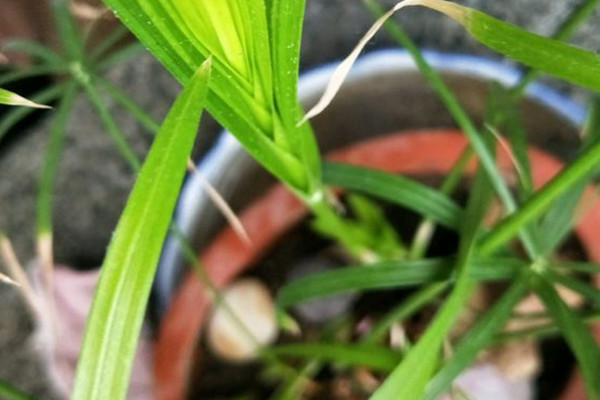 水竹叶子尖黄咋回事,水竹叶子又小还发白怎么办