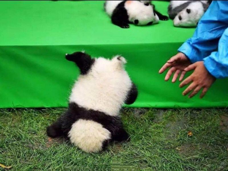 熊猫是不是可以以个人名义领养,在中国领养熊猫要什么条件