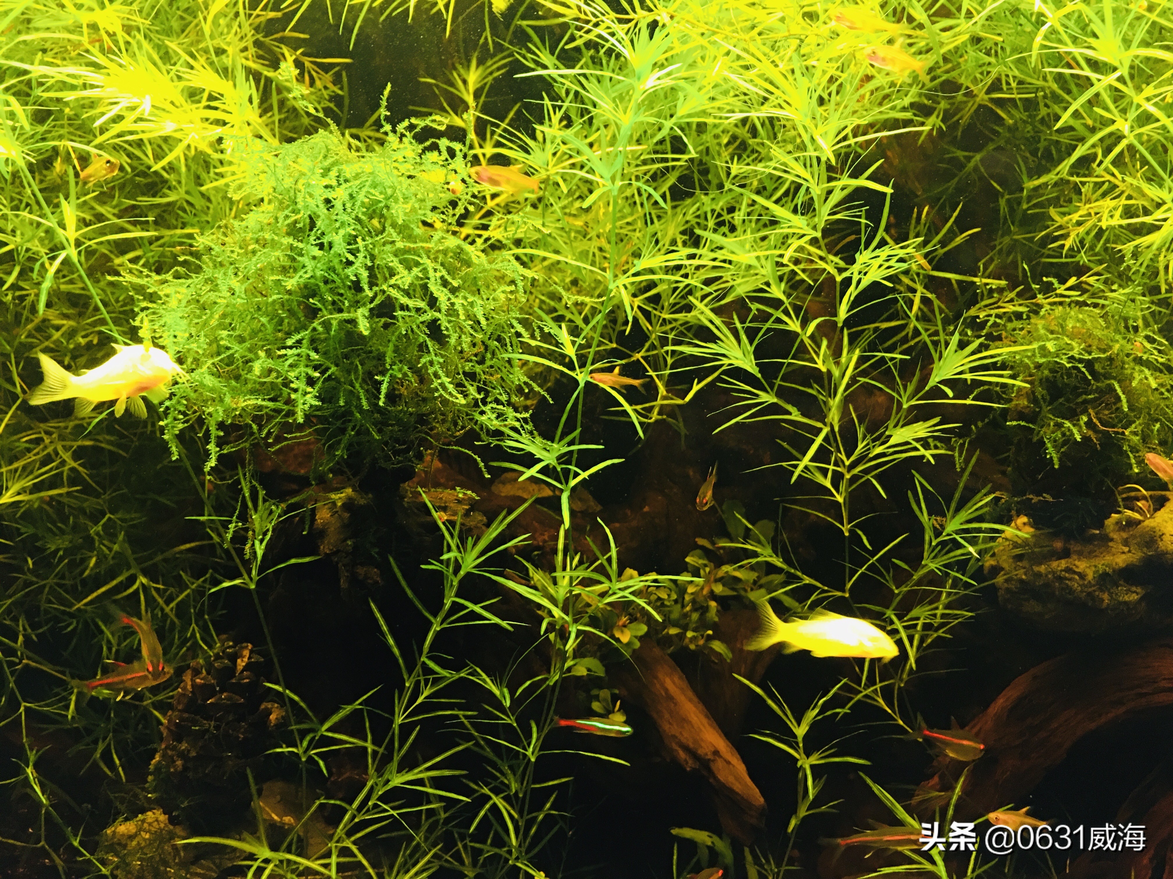 黑壳虾爆缸有什么缺点,黑壳虾老是被底滤吸走