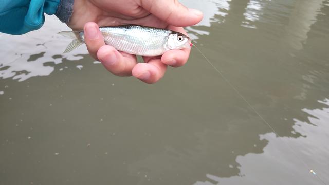 成都又可以钓鱼又可以露营的地方,成都又能钓鱼又能露营的地方