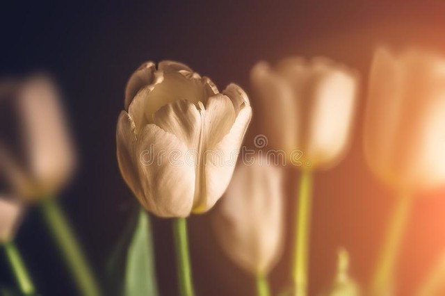 她做保姆这些年-豪门生活之暗流汹涌(七)