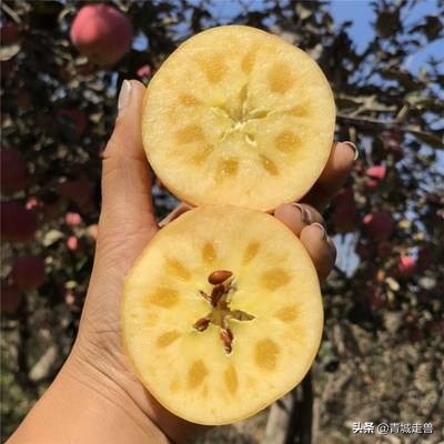 补钙补锌促发育,儿童生长缓慢什么食物补钙最好