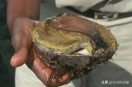 南非必买的东西清单,南非有什么可以买的东西