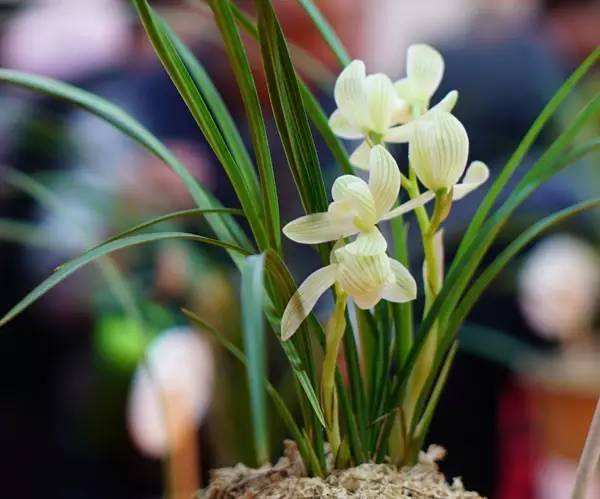 养兰要怎样养,新手养兰选择什么品种的兰花好