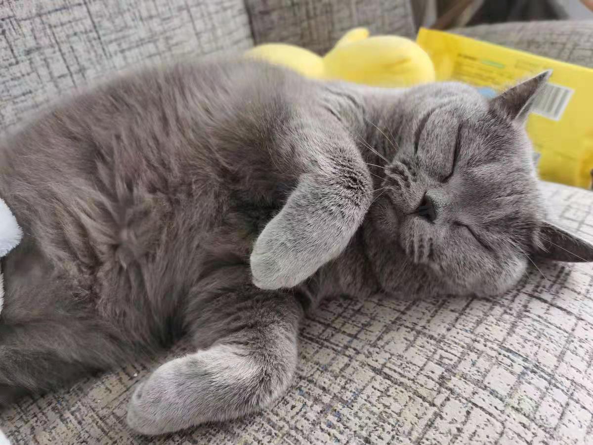 啥猫粮靠谱,大家选哪种猫粮最好