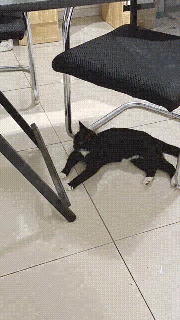 “狗是我们的朋友但土狗不是”，到底是狗土？还是人变味了？