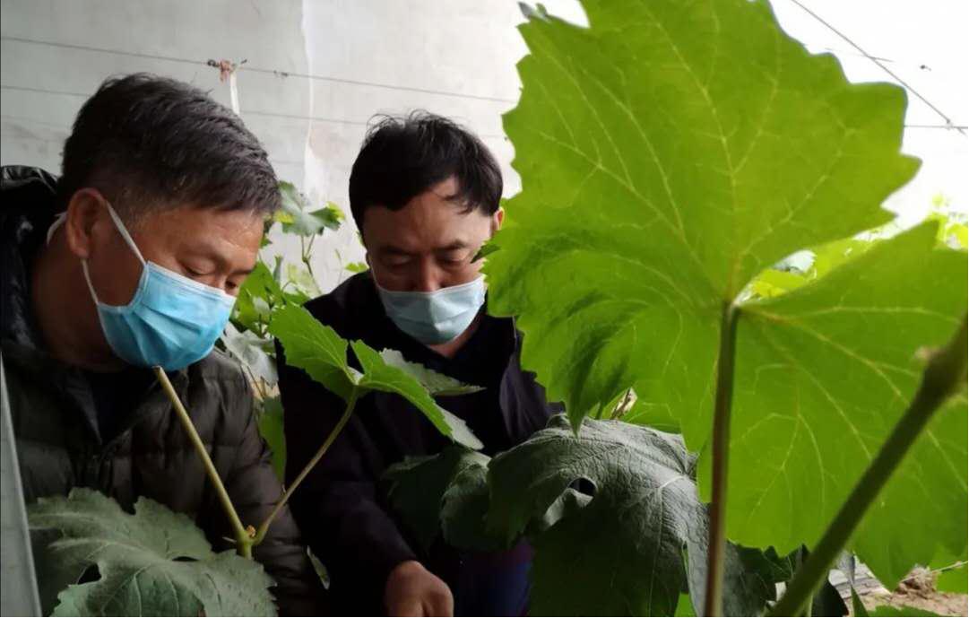 天津武清区泗村店镇防控不松劲、春耕不误时