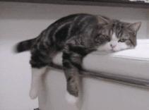 猫咪会笑吗表情,猫咪会笑