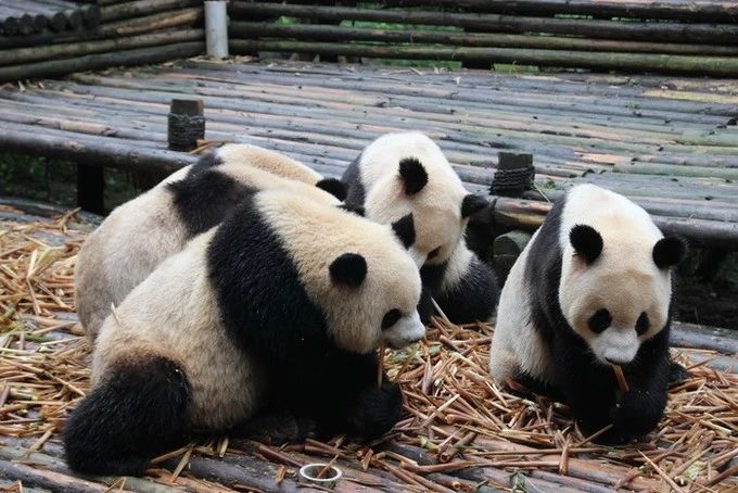 五一适合亲子游的五日游,亏欠孩子的时光用什么补