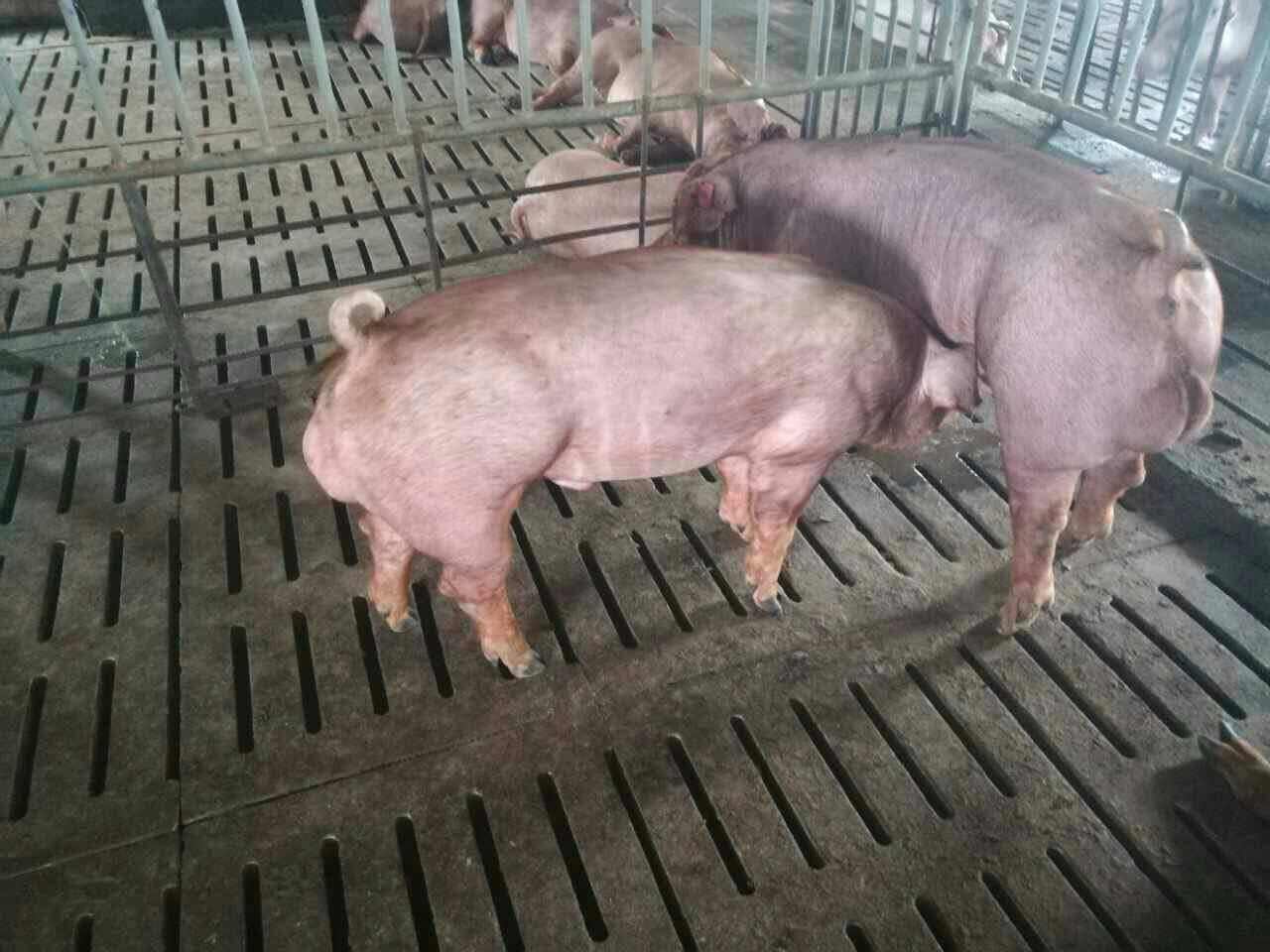 如何判断母猪发情？这6招，很管用