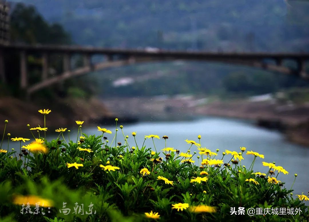 重庆的一个小岛,重庆江心岛是哪里