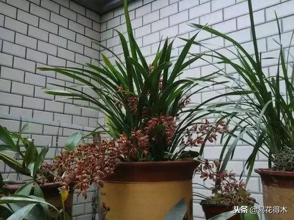 蜜蜂兰和兰花有什么不一样,极品兰花蜜蜂兰