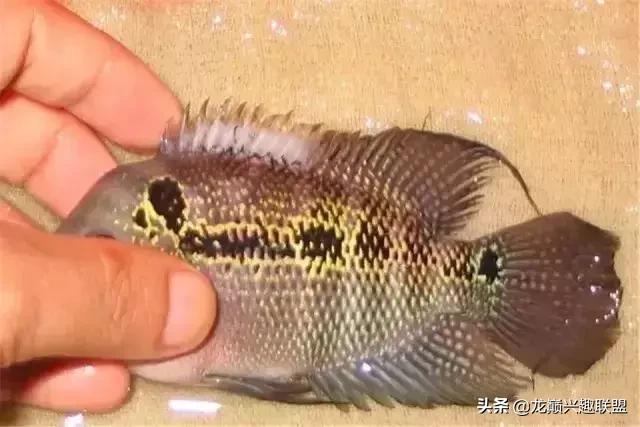 宠物整形有多可怕,宠物美容修脸