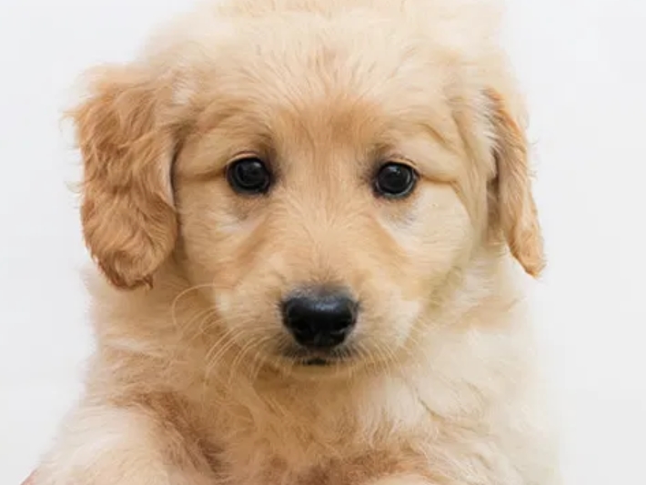 适合老年人养的狗排行榜,适合老人养的狗好养活的品种