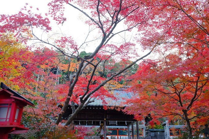 京都赏枫2022,京都赏枫必去景点有哪些好玩的