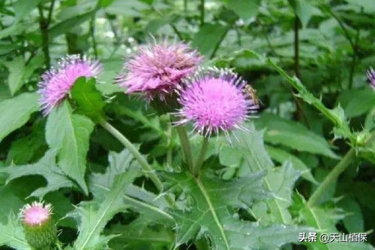 棉花田恶性杂草有哪些种类,棉花地里恶性杂草