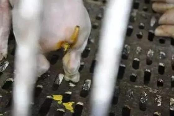 明白了“三分治疗，七分护理”这句话，让病猪治愈率提高80%