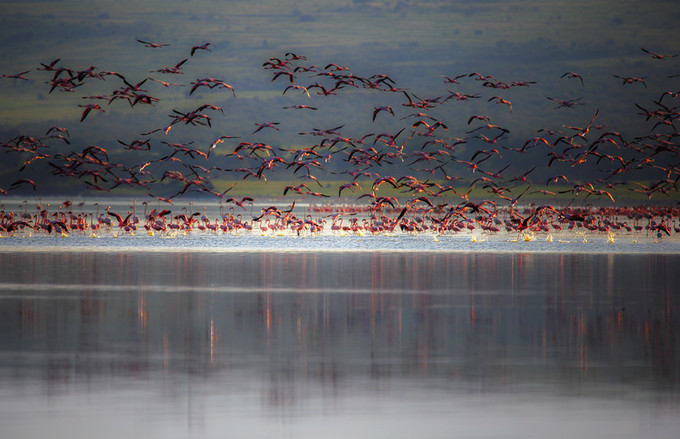 旅行攻略·肯尼亚：跟随《狮子王》震撼你的视觉，哈库拉，玛塔塔