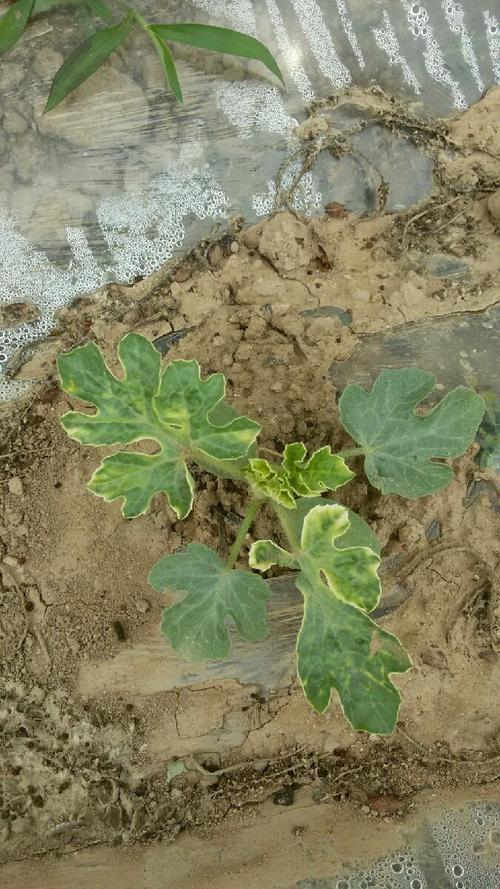 西瓜僵苗出现白根是不是缓过来了,西瓜僵瓜原因有哪些