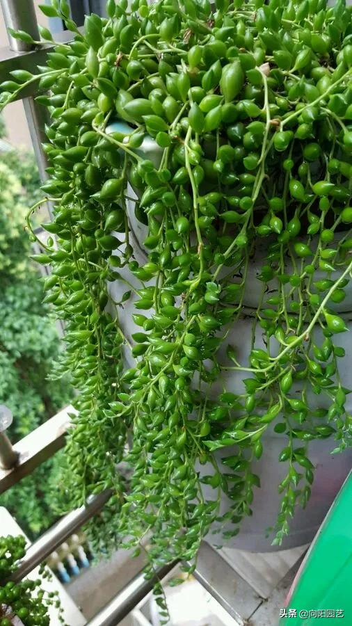 珍珠吊兰怎么养才能爆盆呢,珍珠吊兰怎么养才能更旺盛